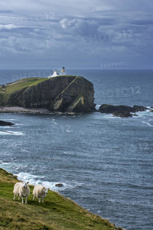 Two white sheep and the Stoer Head Lighthouse at the Point of Stoer in Sutherland