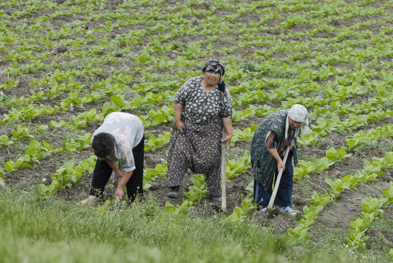 Women at work in the tobacco field