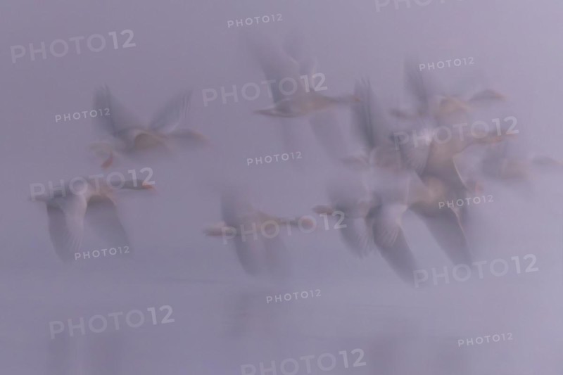 Greylag Goose