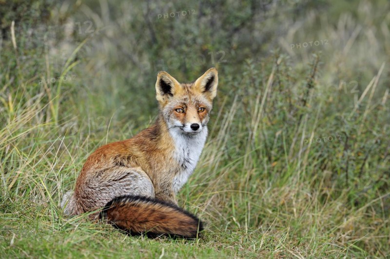 Red fox