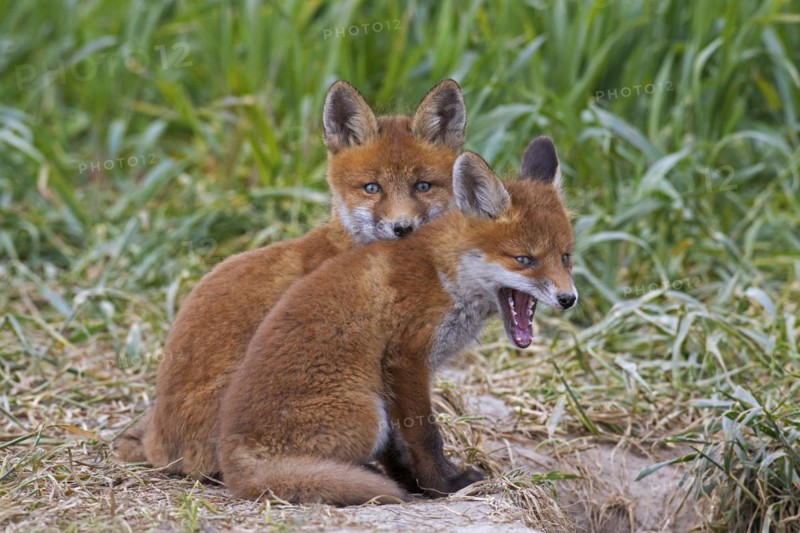 Young yelping red fox