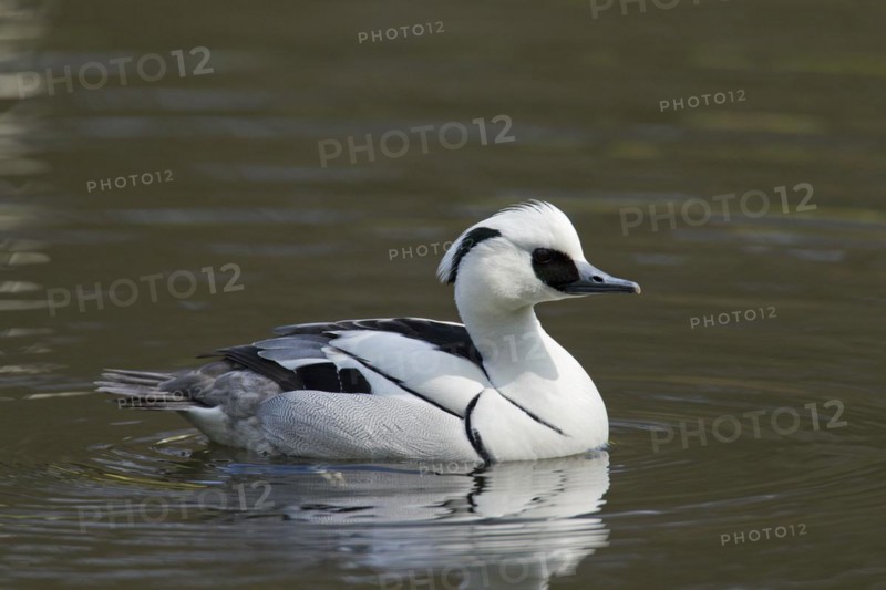 Smew