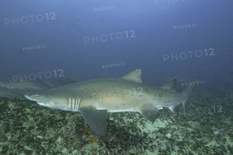 Sand tiger shark
