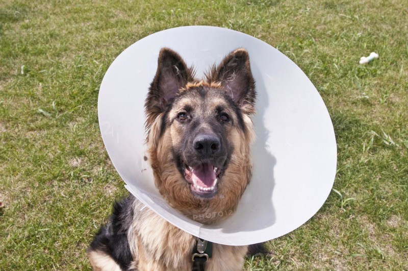 German shepherd