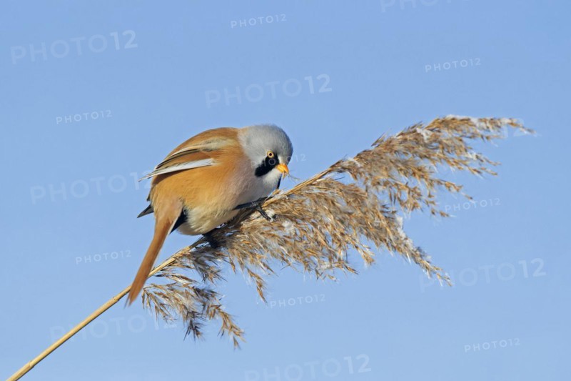 Bearded reedling