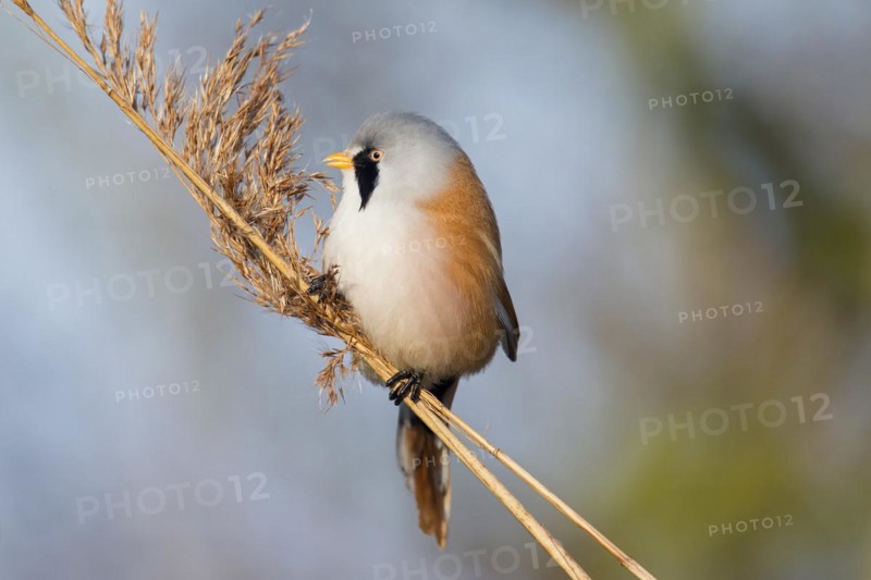 Bearded Reedling