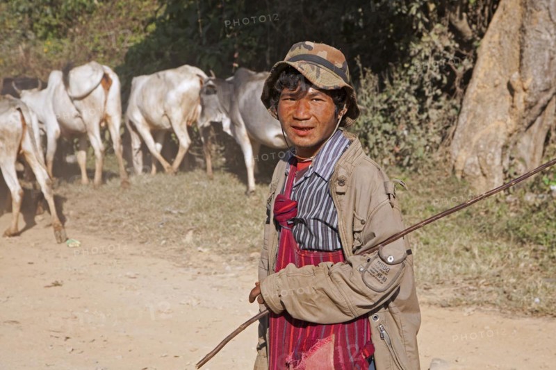 Burmese herder herding cows along road