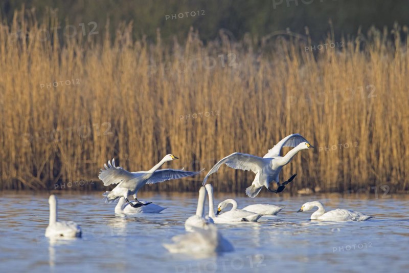 Flock of Bewick's swans