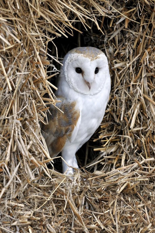 Barn owl
