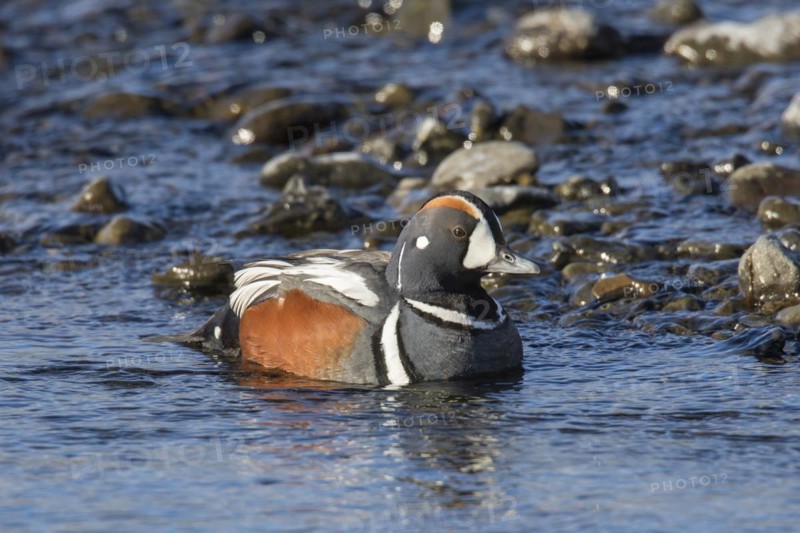 Harlequin duck