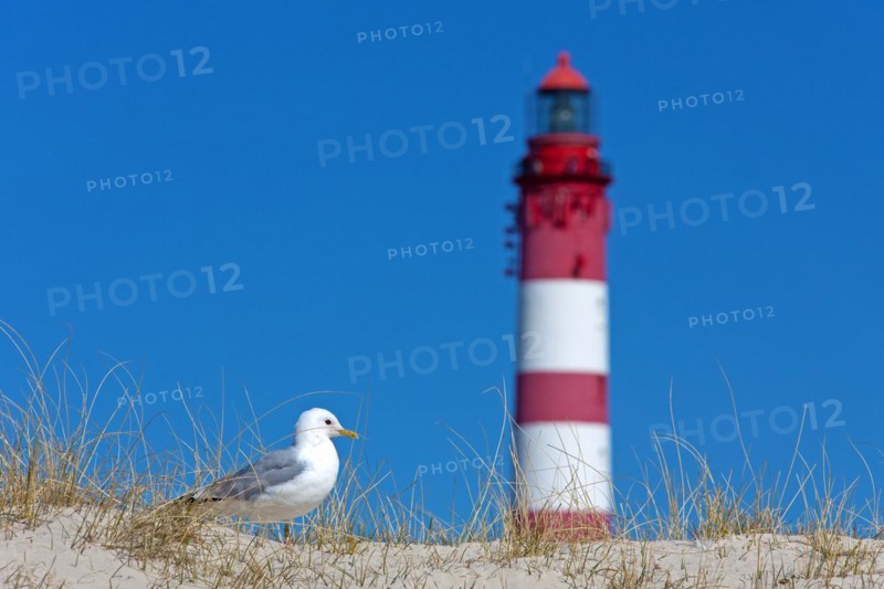 Common gull