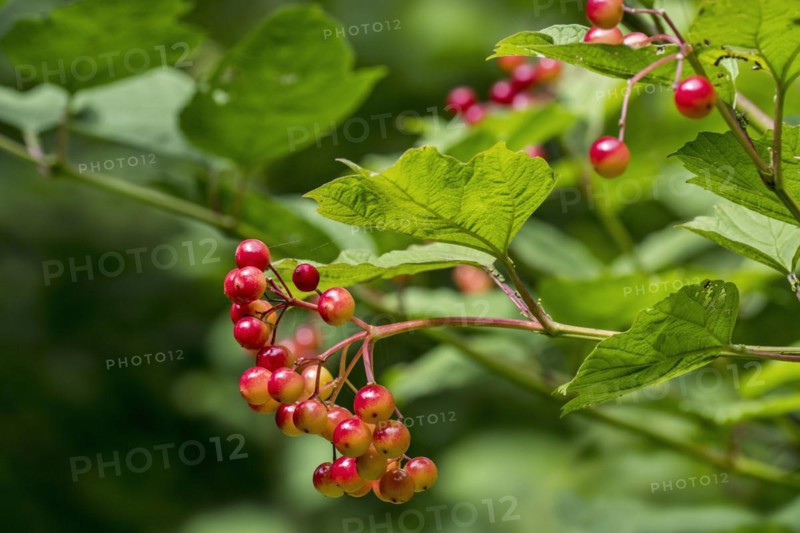 Guelder rose
