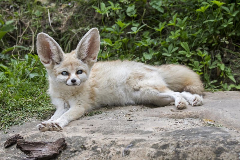 Captive fennec fox