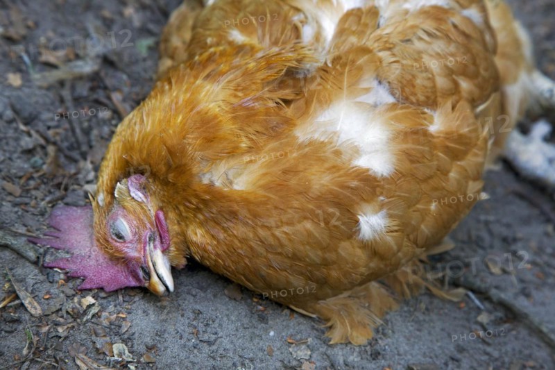 Dead chicken inside backyard chicken coop