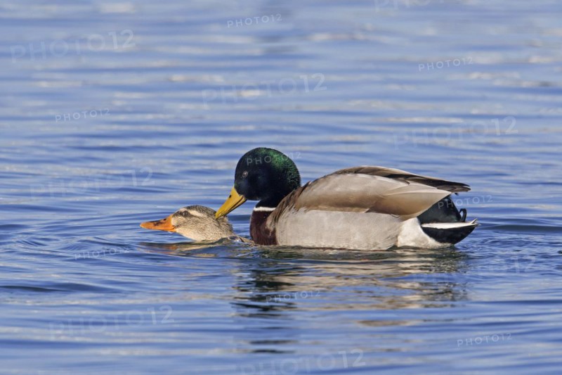 Mallard