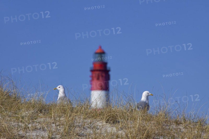 Two common gulls