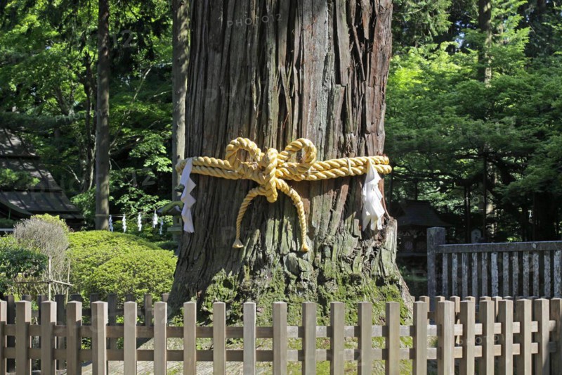 Kitaguchi Hongu Fuji Sengen Jinja Shrine Shimenawa Rope on Fuji-Taro-Sugi tree Fuji-Yoshida city Yamanashi Japan Asia