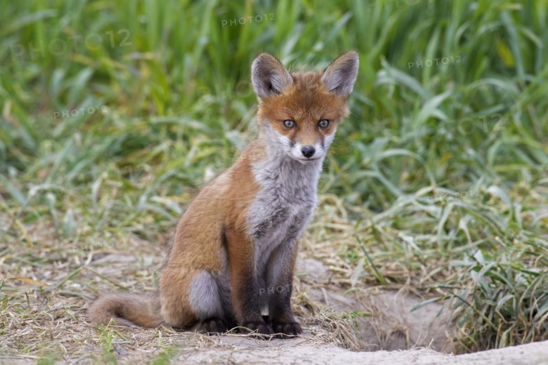 Young red fox