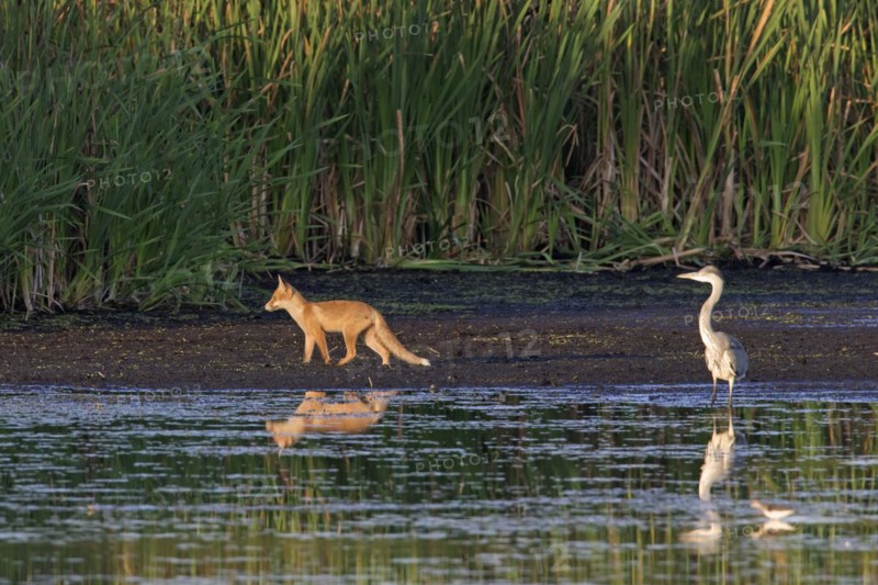 Grey heron