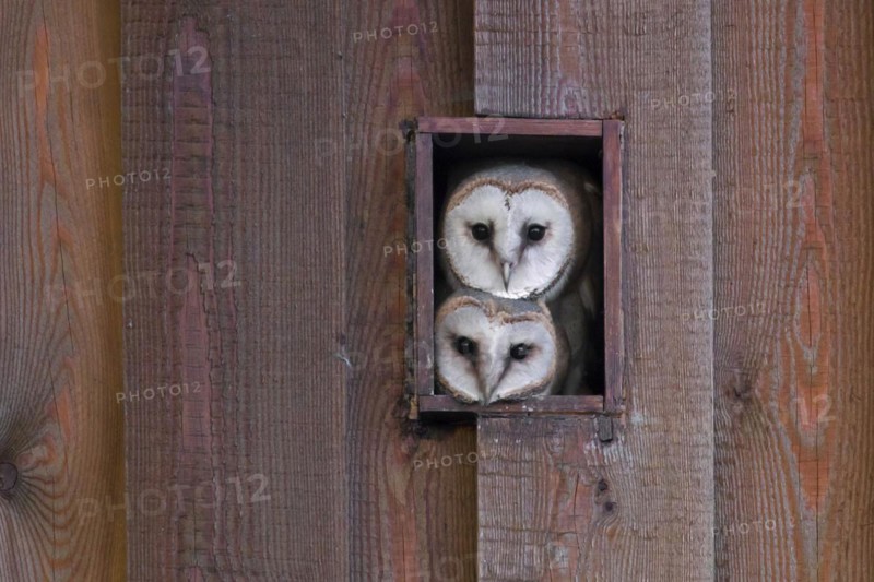 Young common barn owls