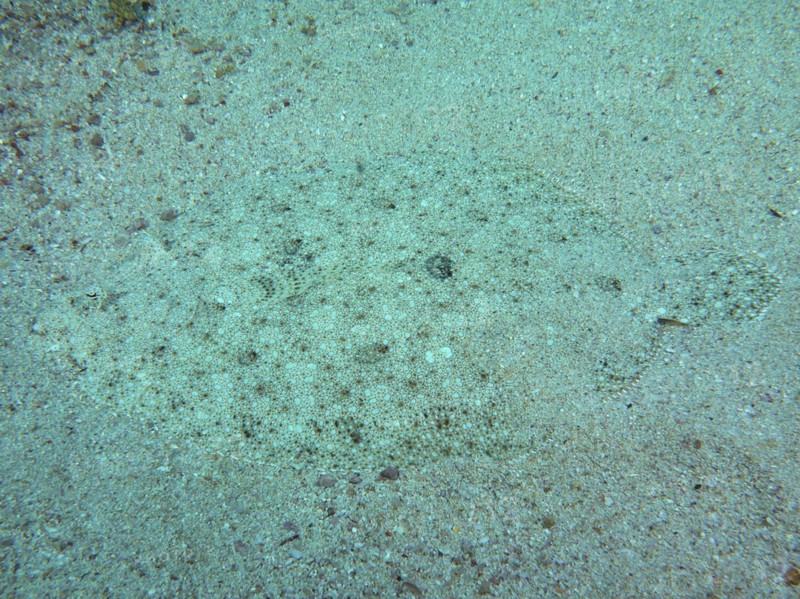 Well camouflaged peacock flounder
