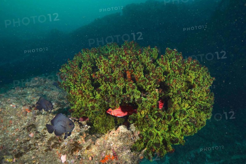 Green tree coral
