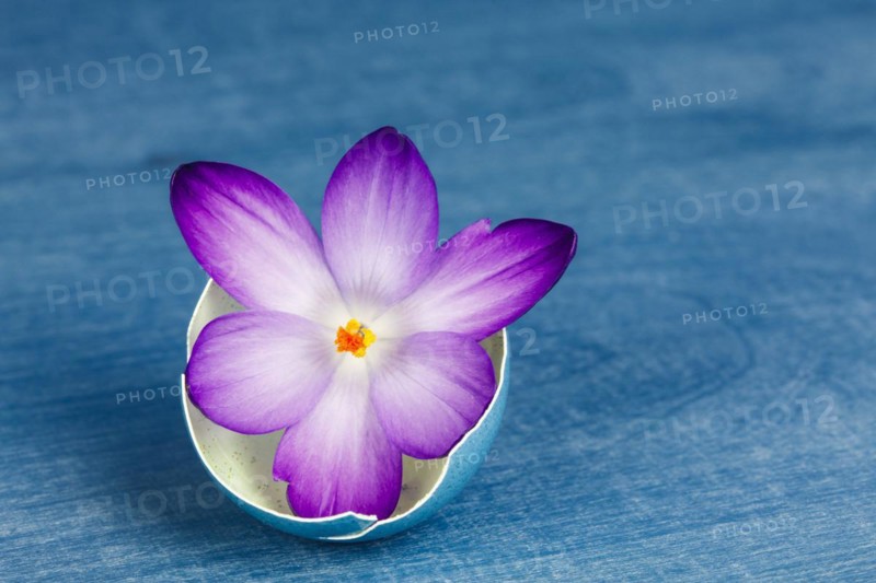 Crocus flower in an eggshell