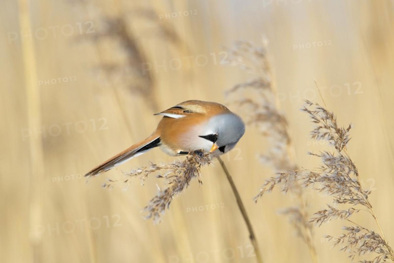 Bearded reedling