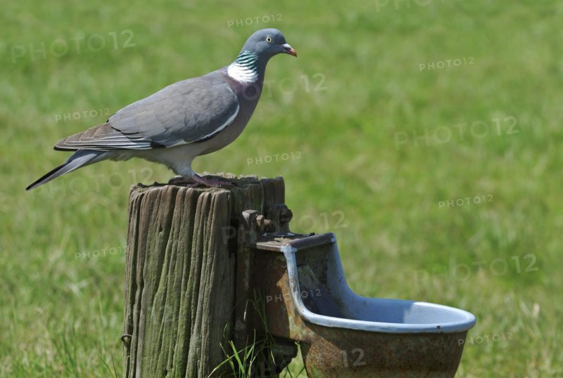 Common Wood Pigeon