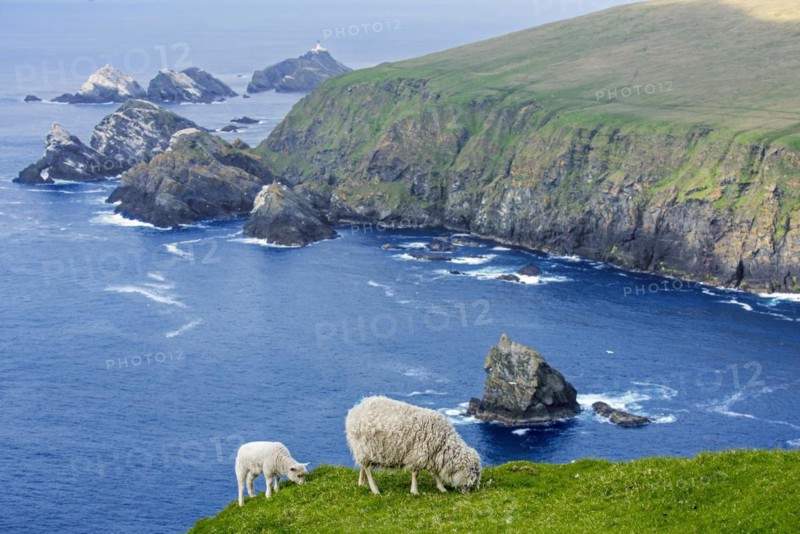 White sheep ewe and lamb grazing grass on sea clifftop at Hermaness National Nature Reserve