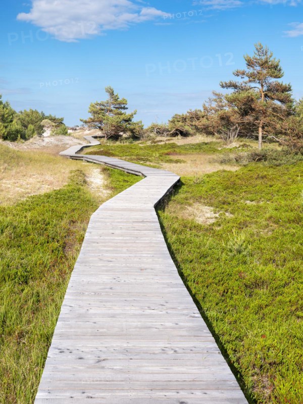 Boardwalk winds through the dunes at Darsser Ort