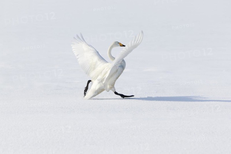 Whooper swan