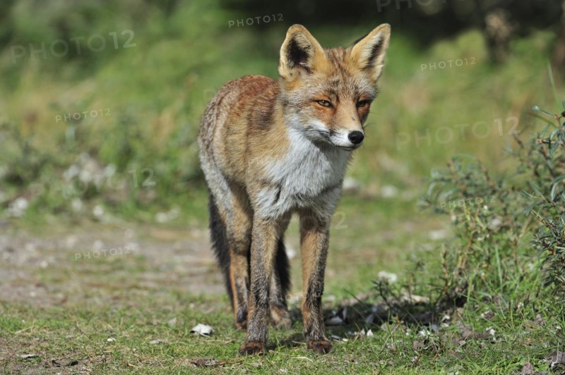 Red fox