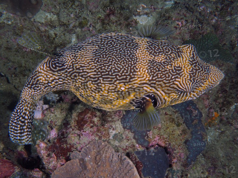 Map puffer