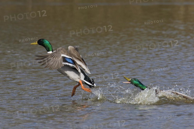 Territorial male mallard