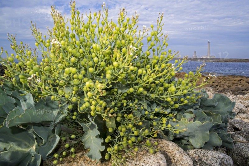 Sea kale