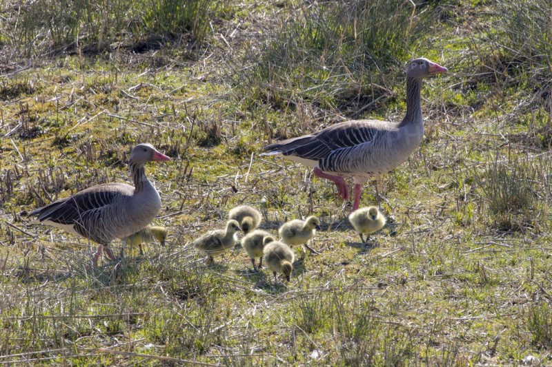 Greylag goose