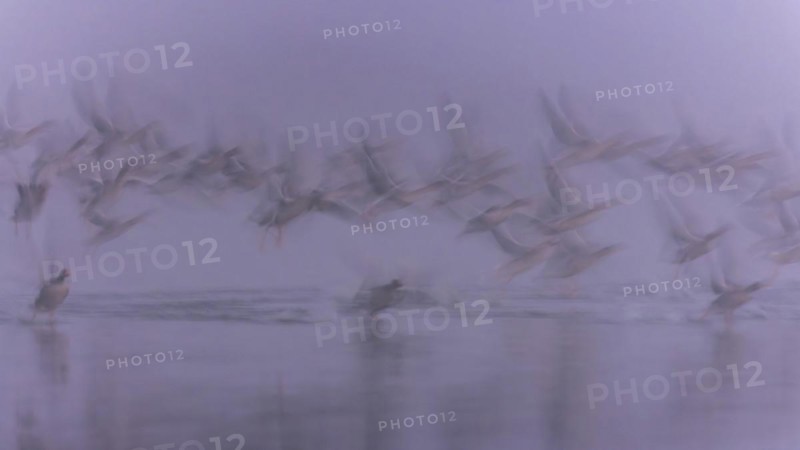 Greylag Goose