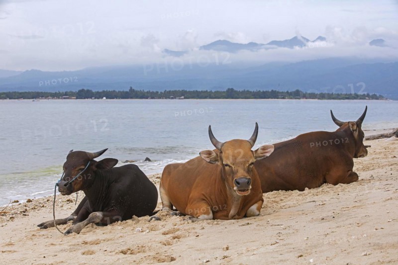 Cows on the beach at Gili Meno