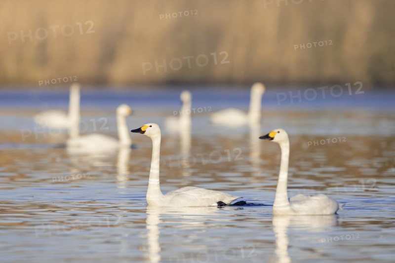 Bewick's swans
