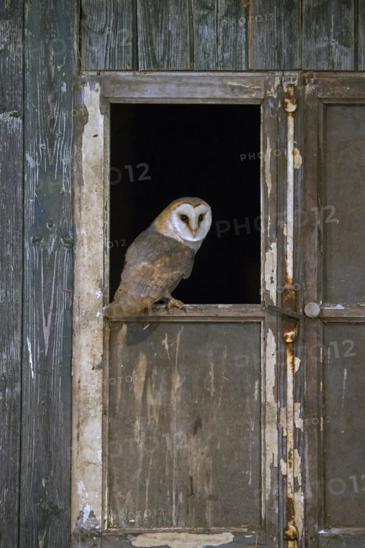 Common barn owl