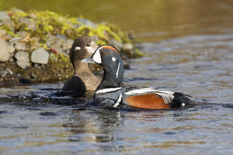 Harlequin duck