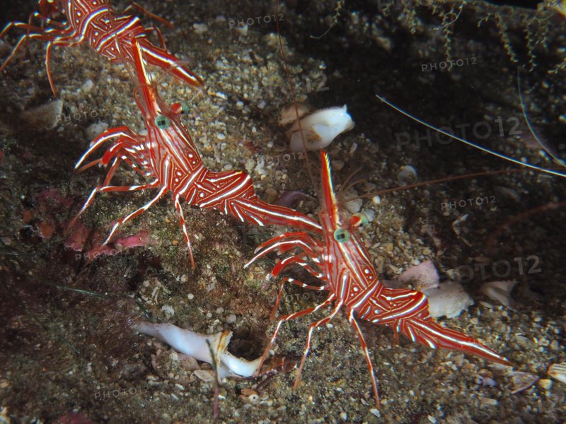 Camel shrimp