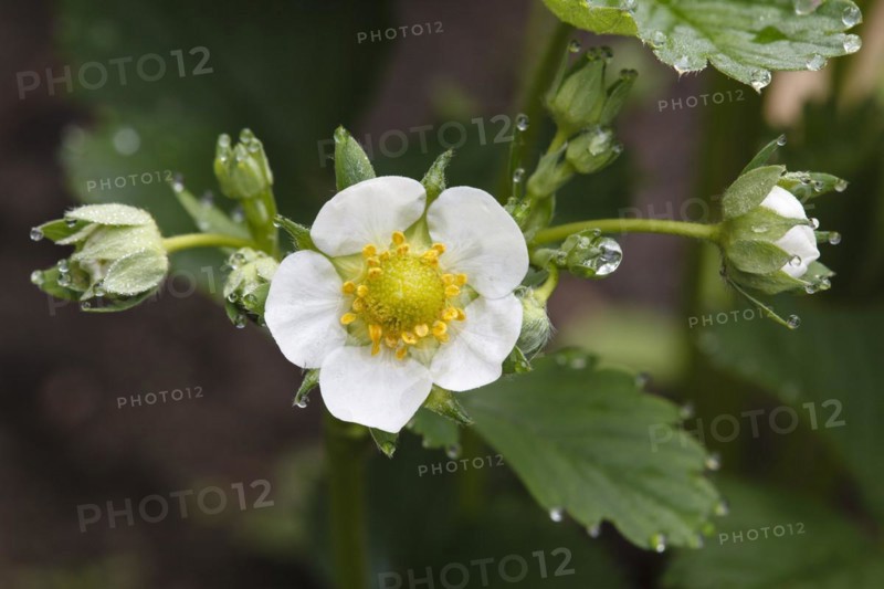Strawberry Blossom with Water Drops