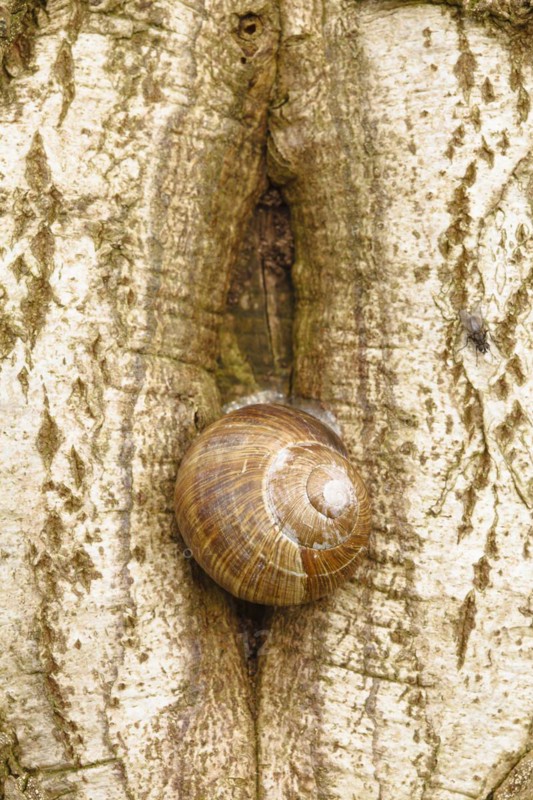 Burgundy snail