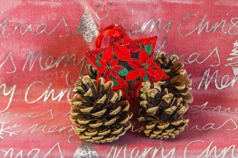 Poinsettia with cones