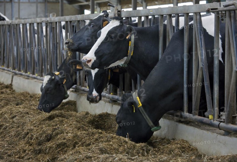 Cows with heads sticking through steel bars eating fodder in cowshed