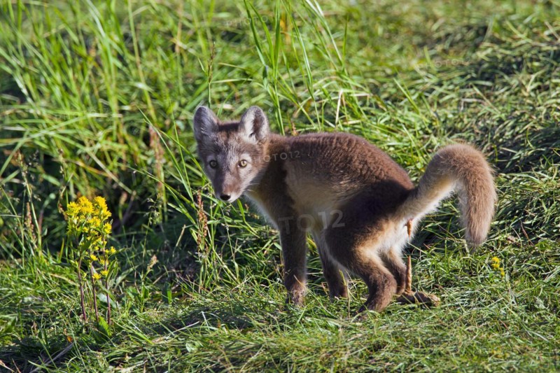 Arctic fox