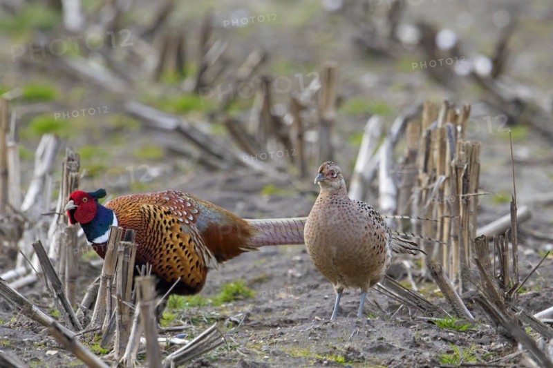 Common pheasant