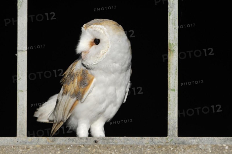 Barn owl
